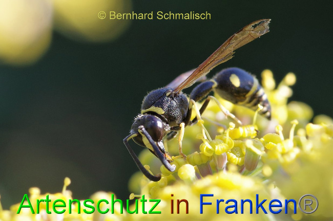 © Artenschutz in Franken® / Bernhard Schmalisch Bild zum Eintrag (1030102-160)