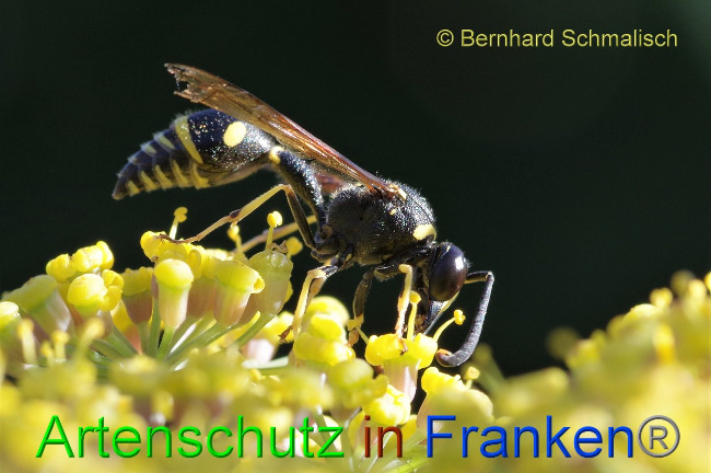 © Artenschutz in Franken® / Bernhard Schmalisch Bild zum Eintrag (1030103-160)