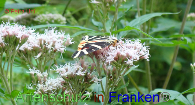 © Artenschutz in Franken® Petra Uhl Bild zum Eintrag (1030257-160)