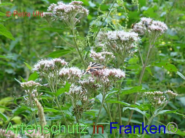 © Artenschutz in Franken® / Petra Uhl Bild zum Eintrag (1030259-160)
