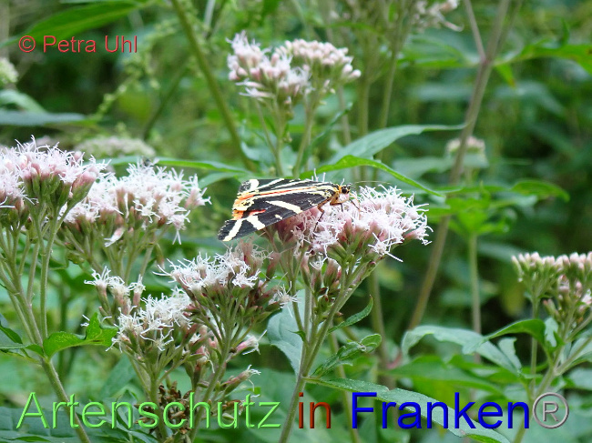 © Artenschutz in Franken® / Petra Uhl Bild zum Eintrag (1030261-160)