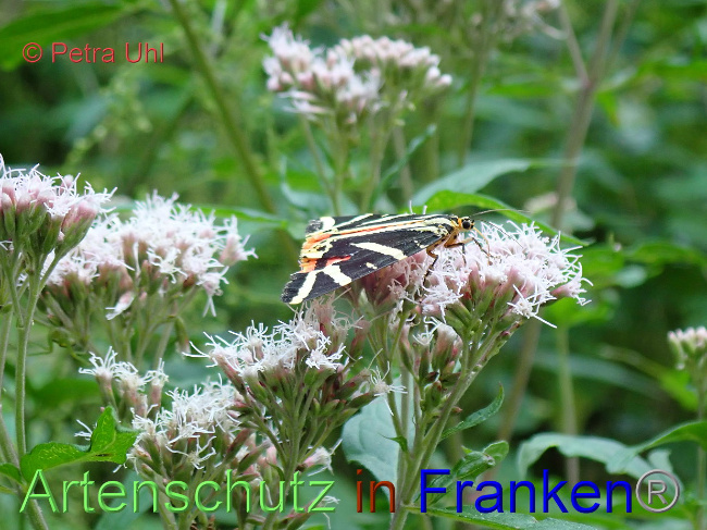 © Artenschutz in Franken® / Petra Uhl Bild zum Eintrag (1030262-160)