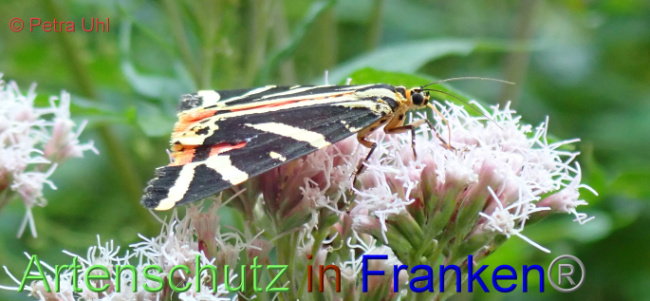 © Artenschutz in Franken® / Petra Uhl Bild zum Eintrag (1030263-160)