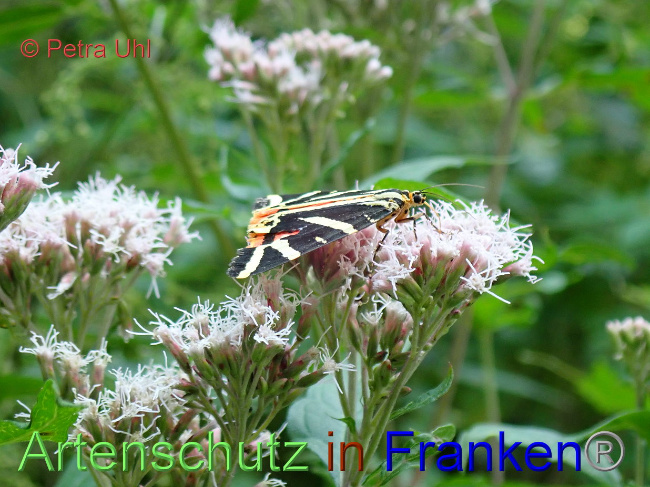 © Artenschutz in Franken® / Petra Uhl Bild zum Eintrag (1030265-160)