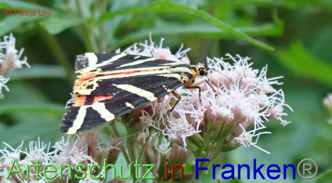 © Artenschutz in Franken® / Petra Uhl Bild zum Eintrag (1030267-160)