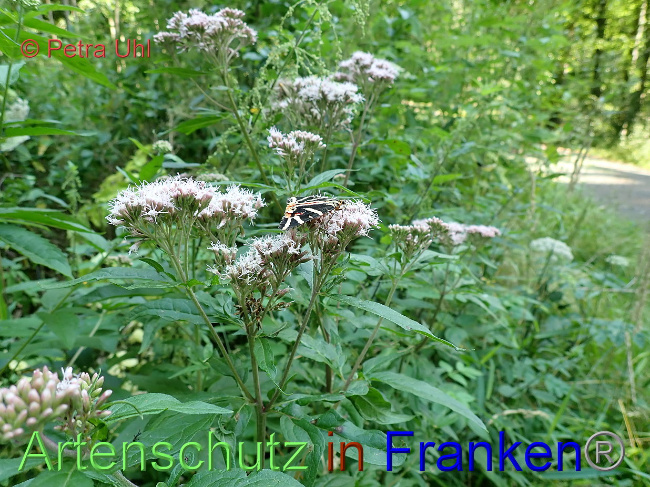 © Artenschutz in Franken® / Petra Uhl Bild zum Eintrag (1030270-160)