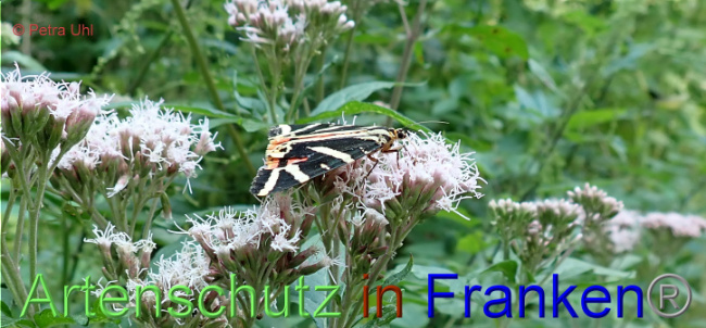 © Artenschutz in Franken® / Petra Uhl Bild zum Eintrag (1030271-160)