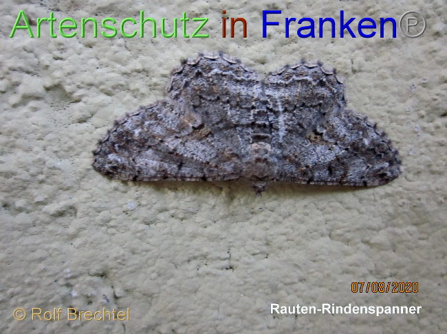 © Artenschutz in Franken® / Rolf Brechtel Bild zum Eintrag (1030277-160)