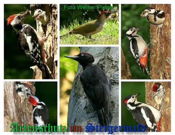 Copyright AiS Werner Pieper Bild zum Eintrag (1030500-160)