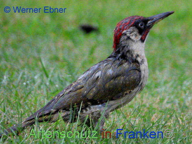 © Artenschutz in Franken® / Werner Ebner Bild zum Eintrag (1030508-160)