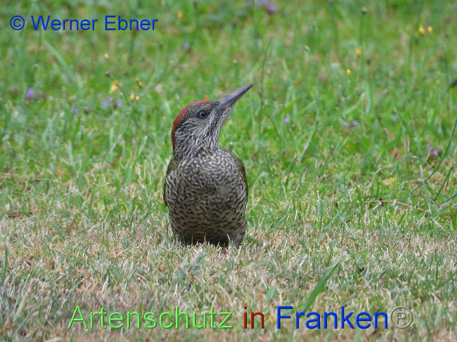 © Artenschutz in Franken® / Werner Ebner Bild zum Eintrag (1030511-160)