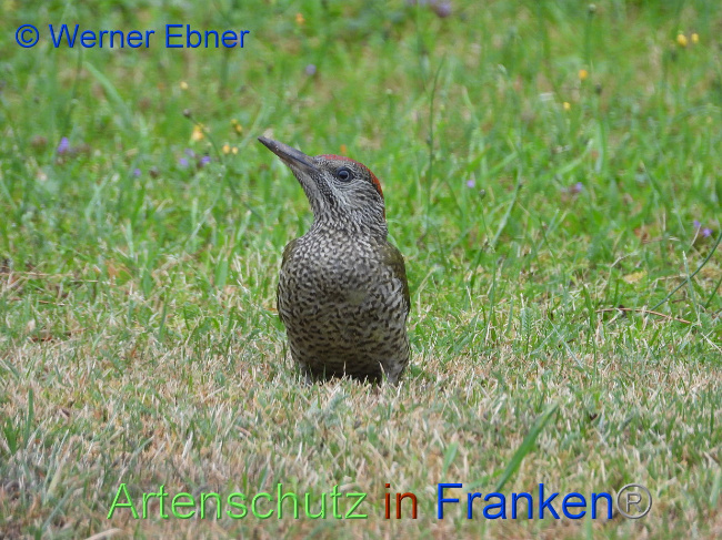 © Artenschutz in Franken® / Werner Ebner Bild zum Eintrag (1030512-160)