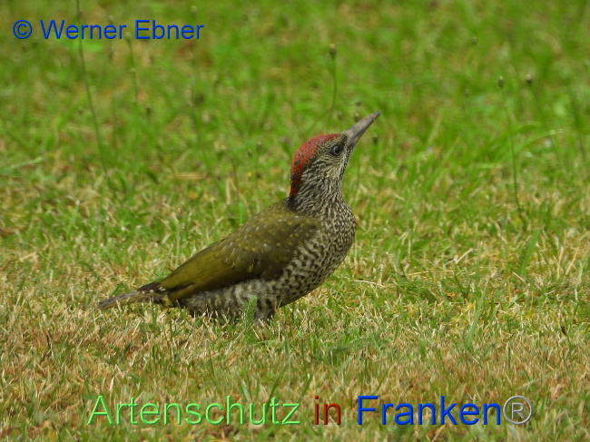 © Artenschutz in Franken® / Werner Ebner Bild zum Eintrag (1030513-160)