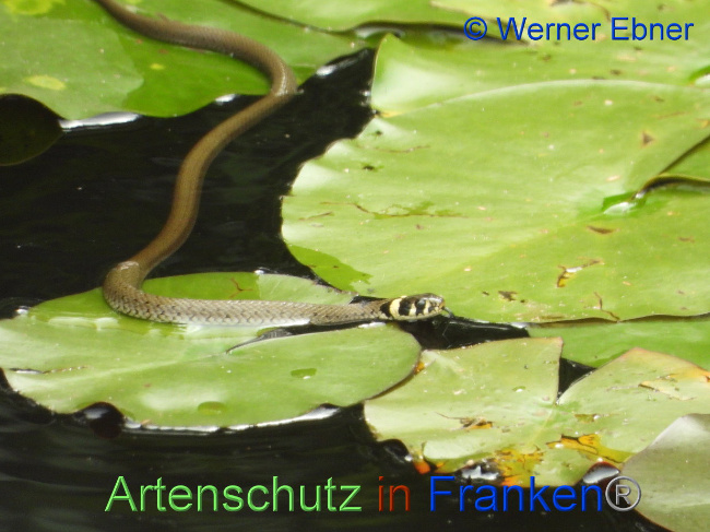 © Artenschutz in Franken® / Werner Ebner Bild zum Eintrag (1030524-160)