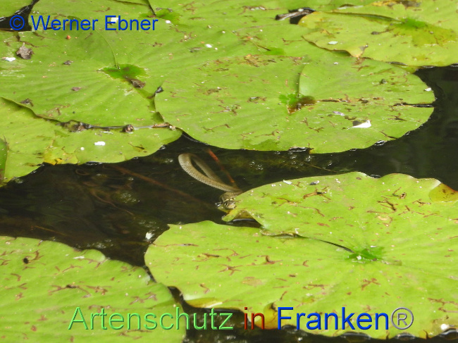 © Artenschutz in Franken® / Werner Ebner Bild zum Eintrag (1030525-160)