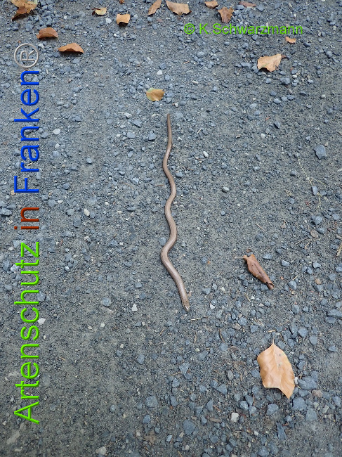 © Artenschutz in Franken® / K.Schwarzmann Bild zum Eintrag (1030694-160)