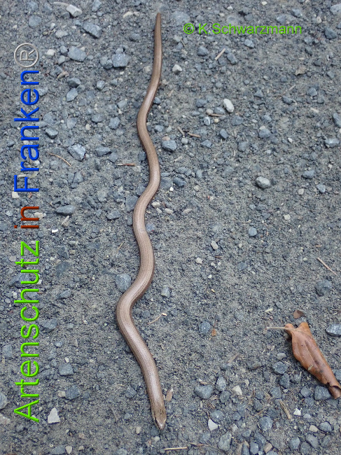 © Artenschutz in Franken® / K.Schwarzmann Bild zum Eintrag (1030695-160)