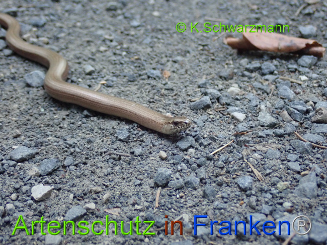 © Artenschutz in Franken® / K.Schwarzmann Bild zum Eintrag (1030696-160)