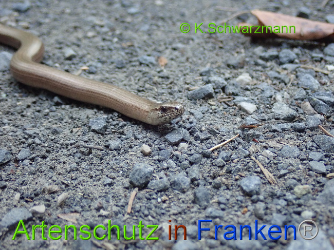 © Artenschutz in Franken® / K.Schwarzmann Bild zum Eintrag (1030698-160)