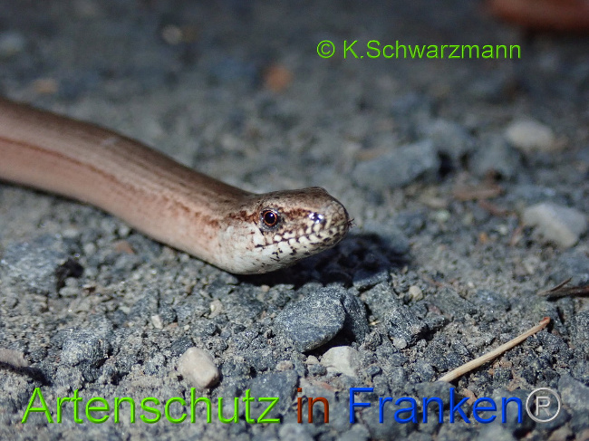 © Artenschutz in Franken® / K.Schwarzmann Bild zum Eintrag (1030699-160)