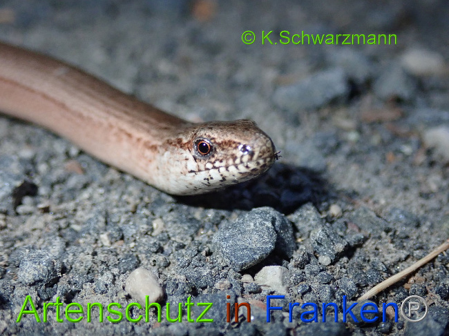 © Artenschutz in Franken® / K.Schwarzmann Bild zum Eintrag (1030700-160)