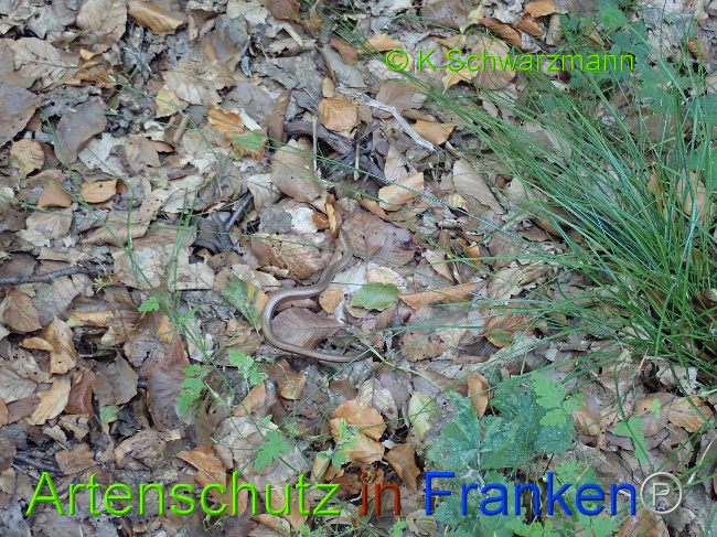 © Artenschutz in Franken® / K.Schwarzmann Bild zum Eintrag (1030707-160)