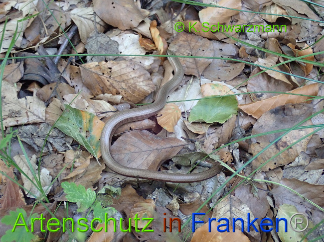 © Artenschutz in Franken® / K.Schwarzmann Bild zum Eintrag (1030708-160)