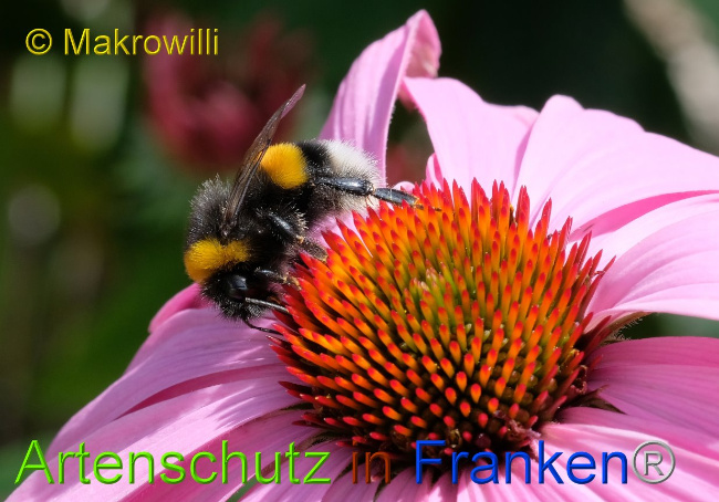 © Artenschutz in Franken® / Makrowilli Bild zum Eintrag (1030722-160)