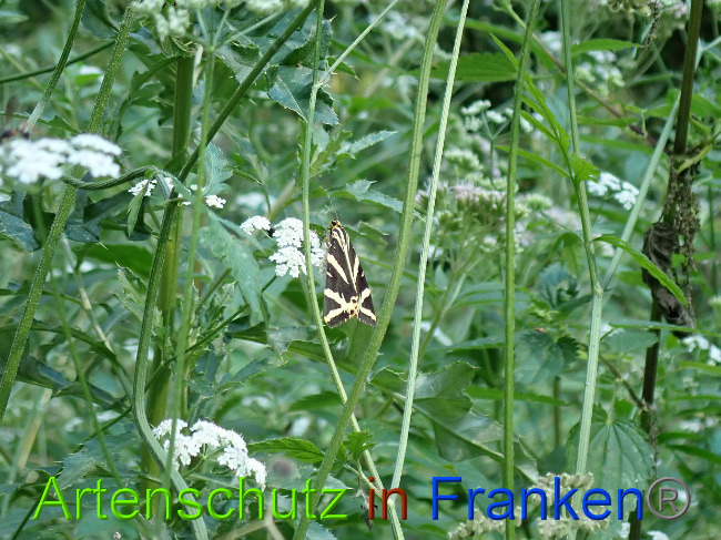 © Artenschutz in Franken® / Petra Uhl Bild zum Eintrag (1030832-160)