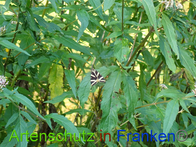 © Artenschutz in Franken® / Petra Uhl Bild zum Eintrag (1030833-160)