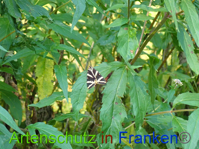 © Artenschutz in Franken® / Petra Uhl Bild zum Eintrag (1030834-160)