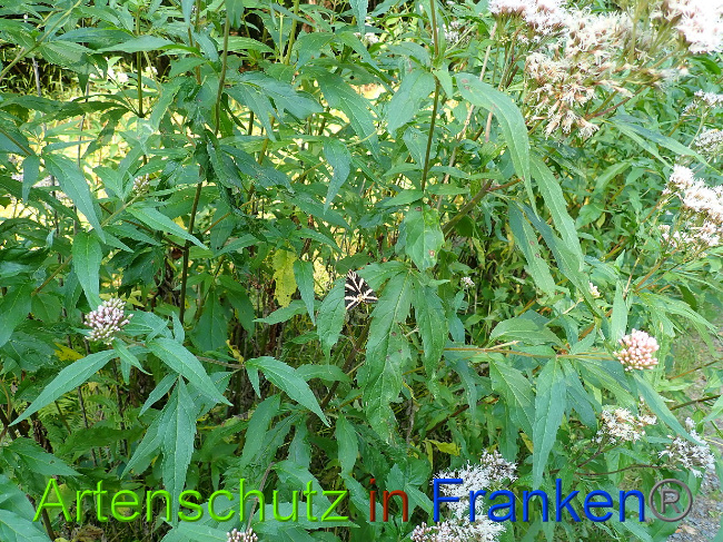 © Artenschutz in Franken®/ Petra Uhl Bild zum Eintrag (1030839-160)