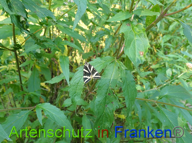 © Artenschutz in Franken®/ Petra Uhl Bild zum Eintrag (1030840-160)