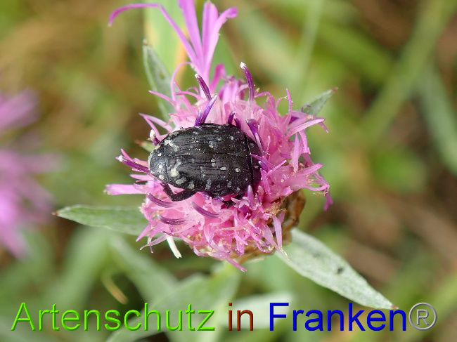 © Artenschutz in Franken® Bild zum Eintrag (1030971-160)