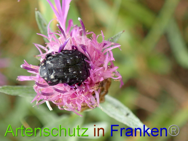 © Artenschutz in Franken® Bild zum Eintrag (1030972-160)