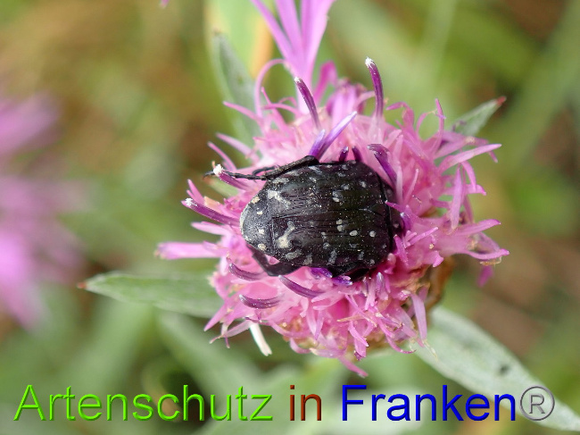 © Artenschutz in Franken® Bild zum Eintrag (1030973-160)