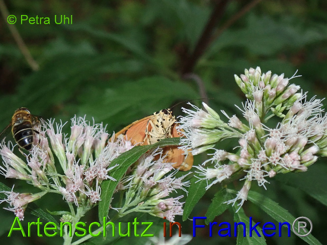 © Artenschutz in Franken® Bild zum Eintrag (1030980-160)