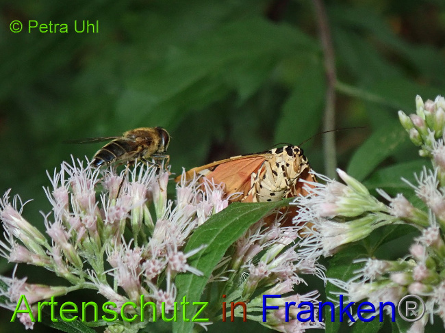 © Artenschutz in Franken® Bild zum Eintrag (1030981-160)