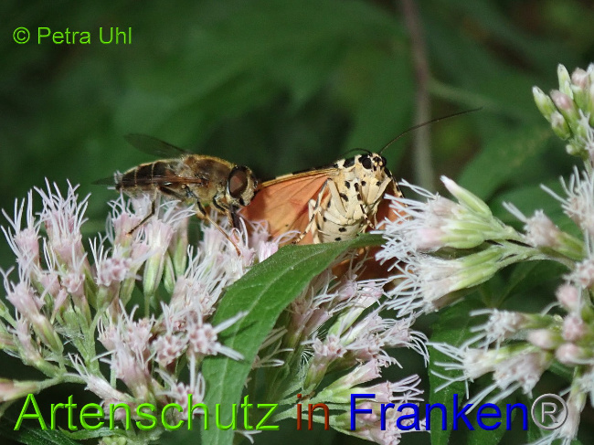 © Artenschutz in Franken® Bild zum Eintrag (1030982-160)