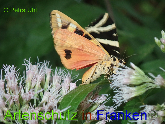 © Artenschutz in Franken® Bild zum Eintrag (1030984-160)
