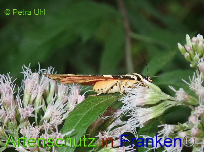 © Artenschutz in Franken® Bild zum Eintrag (1030985-160)