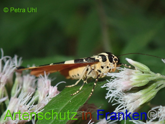 © Artenschutz in Franken® Bild zum Eintrag (1030988-160)