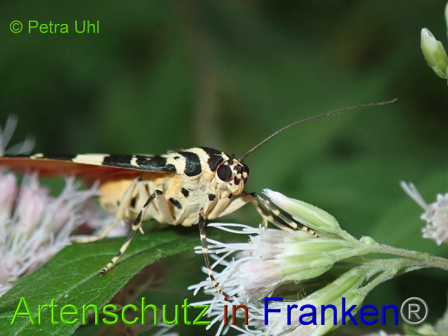 © Artenschutz in Franken® Bild zum Eintrag (1030989-160)