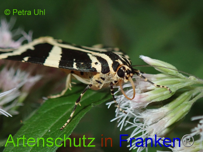 © Artenschutz in Franken® Bild zum Eintrag (1030990-160)