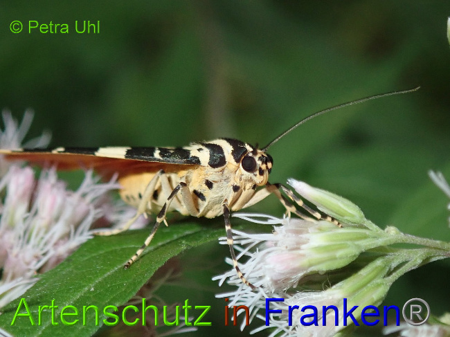 © Artenschutz in Franken® Bild zum Eintrag (1030992-160)