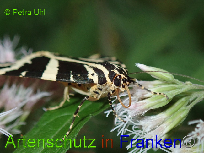 © Artenschutz in Franken® Bild zum Eintrag (1030993-160)