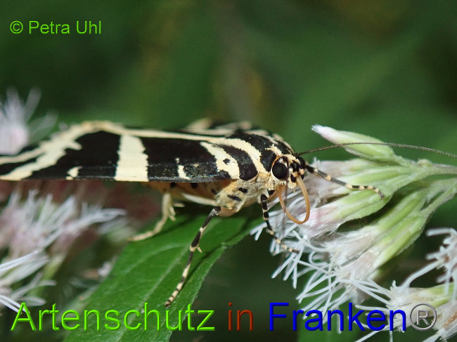 © Artenschutz in Franken® Bild zum Eintrag (1030995-160)