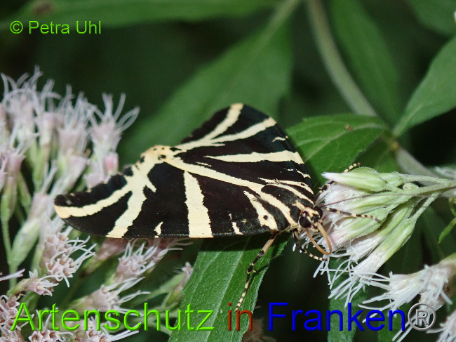 © Artenschutz in Franken® Bild zum Eintrag (1030996-160)