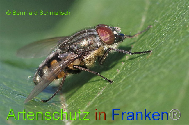 © Artenschutz in Franken® / Bernhard Schmalisch Bild zum Eintrag (1031069-160)