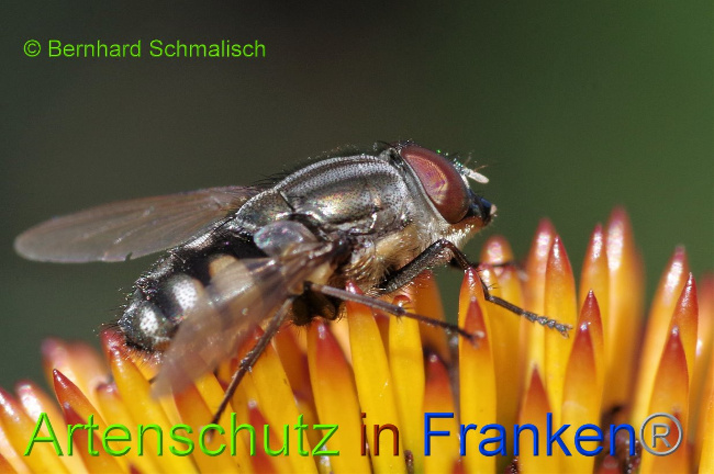 © Artenschutz in Franken® / Bernhard Schmalisch Bild zum Eintrag (1031070-160)